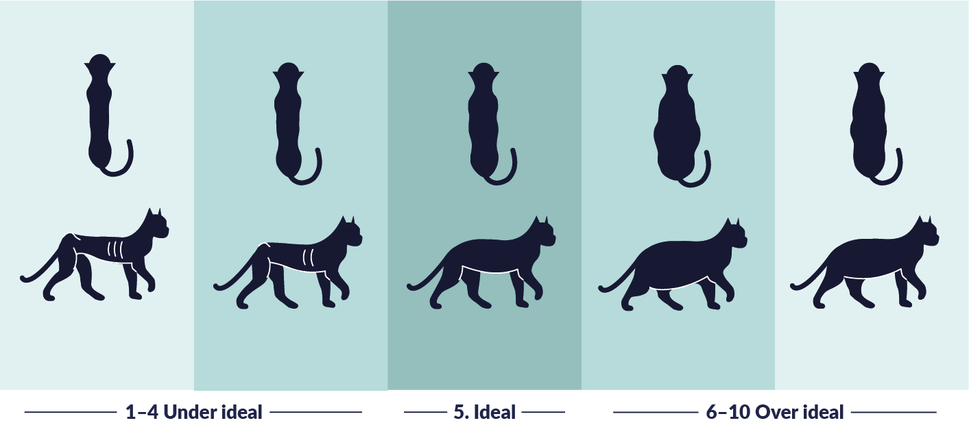What s your cat s ideal weight Rebel Raw