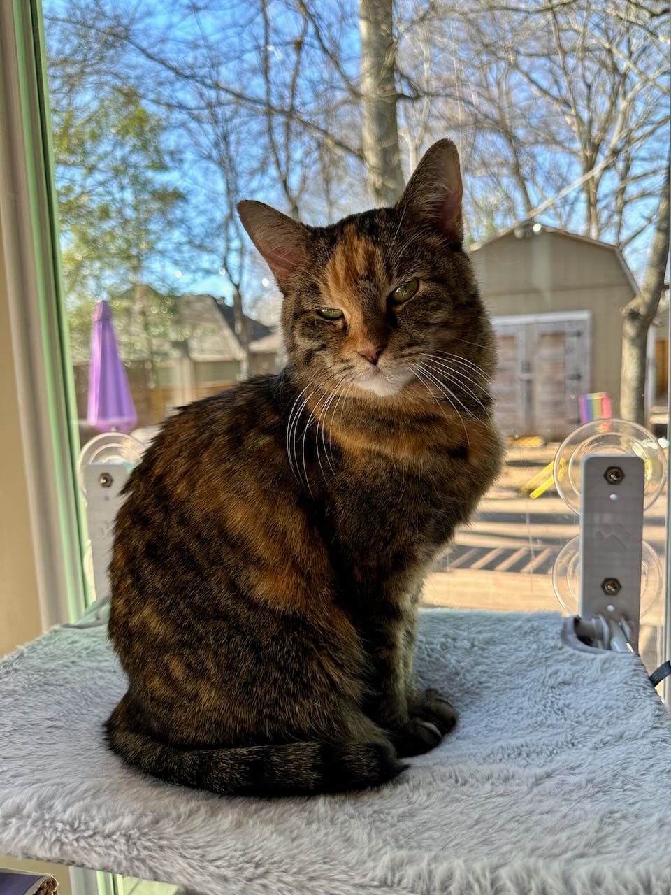 Cat sitting in a window