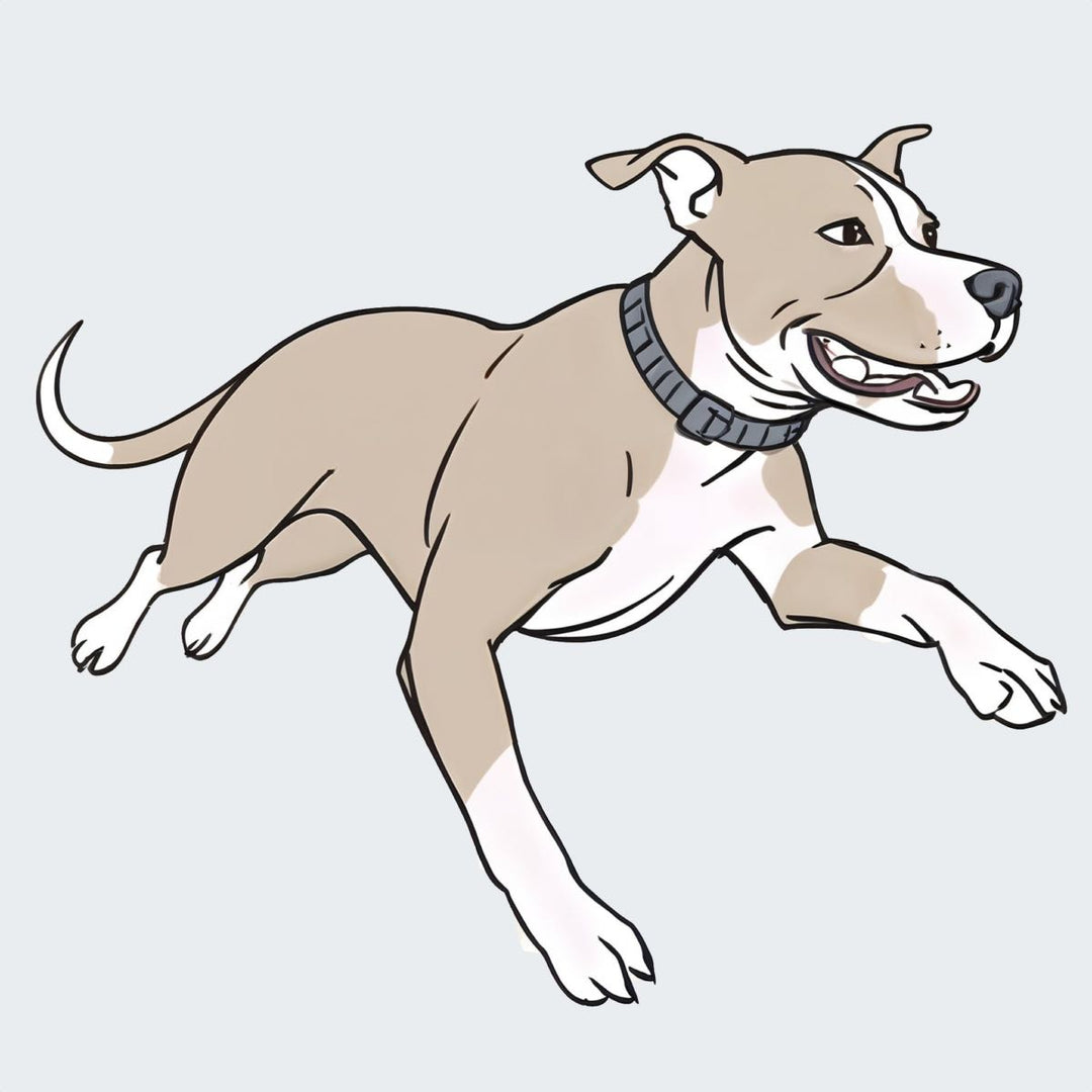 Happy dog running