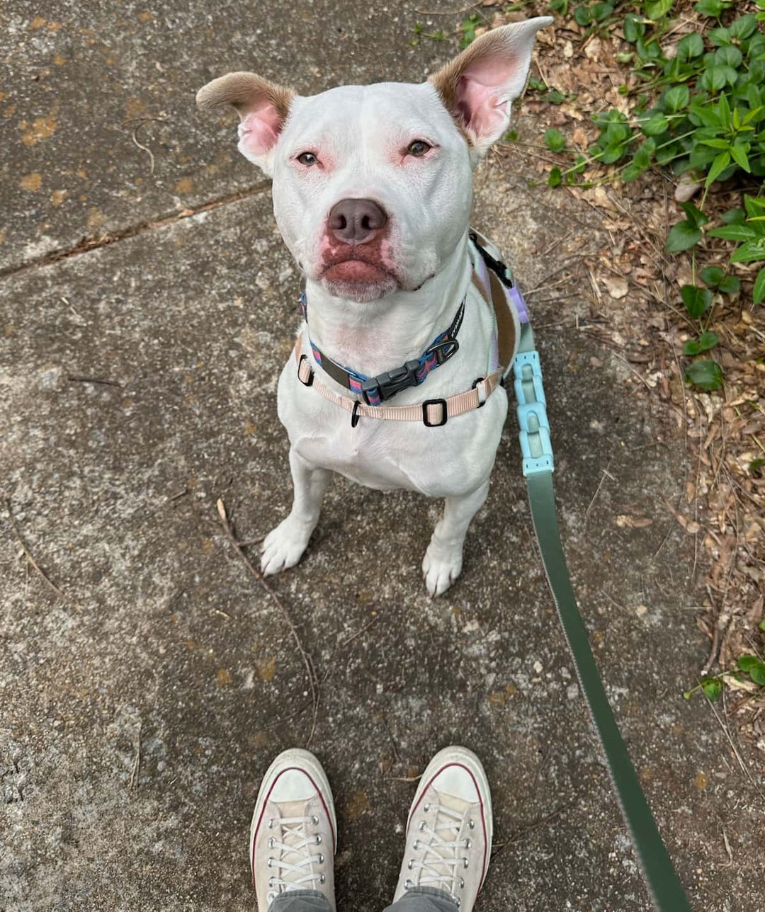 Pitbull sitting