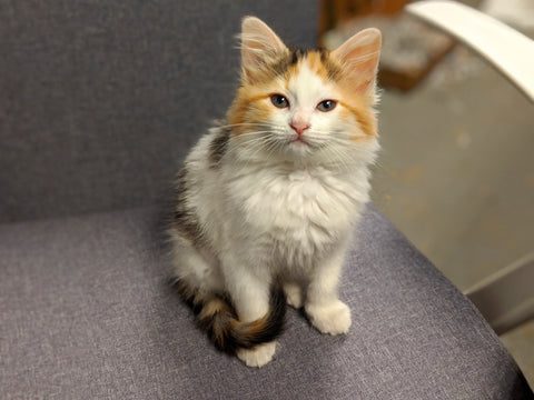 Kittens especially need real food
