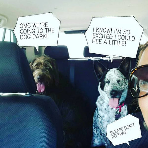 Traveling over the Holidays? You can trust Bunny and Company to care for your cats and dogs.