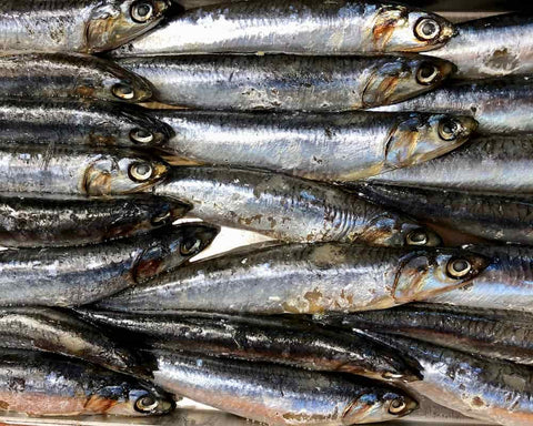 Sardines are superb