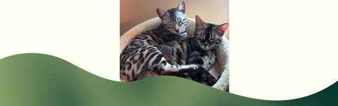 Easy Fresh Cat Food Prep Tips for Busy Cat Parents