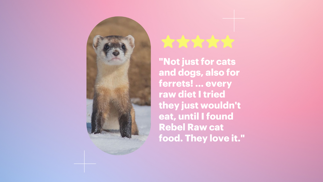 Not just for cats and dogs, also for ferrets!