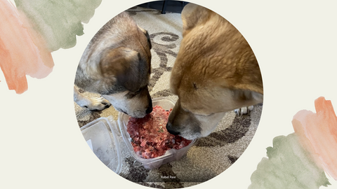 I am so impressed with this company that I am loading up my dogs and taking a road trip (2.5 hours one way) to pick up my next order