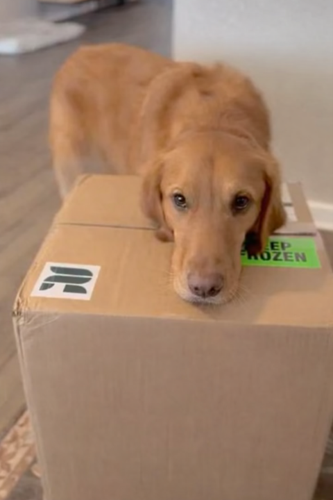 Is Your Dog Ready for a Raw Food Subscription Plan
