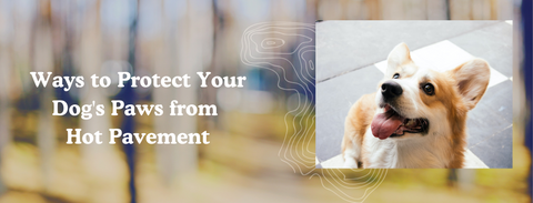 Ways to Protect Your Dog's Paws from Hot Pavement