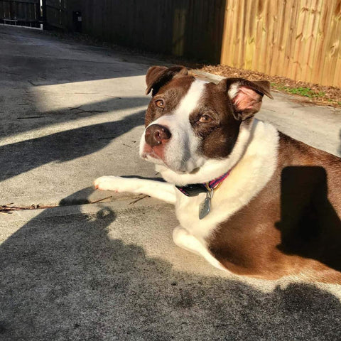 Waiting in the driveway for my next Rebel Raw food shipment
