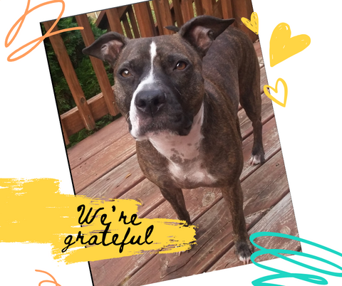 Since successfully transitioning my extremely food picky American pit bull terrier senior to a raw diet with Rebel Raw...
