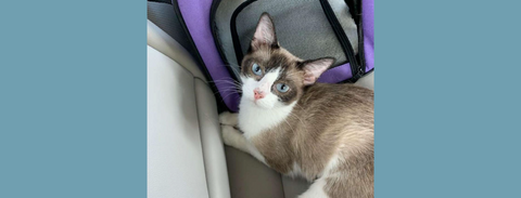 Her litterbox and clumps no longer have odor after 2 weeks on this diet.