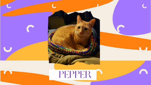Pepper gives them two paws up 🐾 🐾