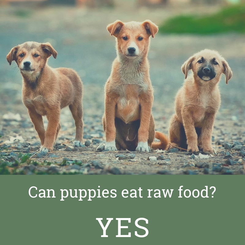 Puppies Need Real Real Food