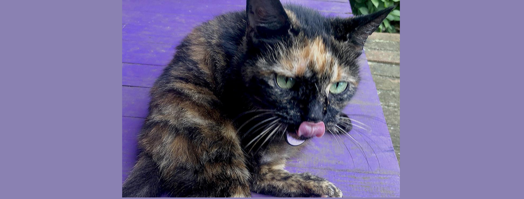 GRAZING: A quizzical inquiry: Why is a transient cat eating better than her human host?