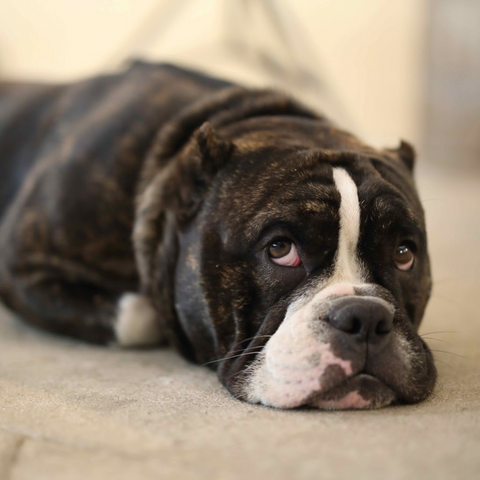 Take your dog to yoga!