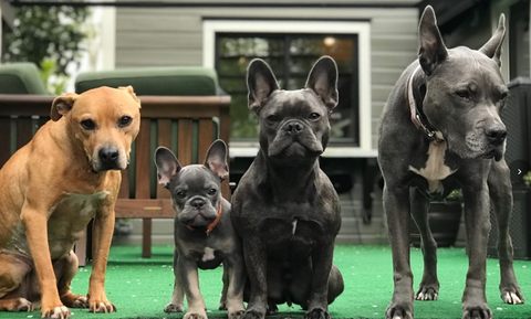We love Rebel Raw! Our dogs are all healthy and shiny!