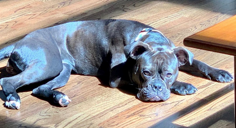 Stella Blue LOVES the complete meals.
