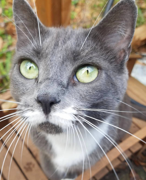 Meet Froggy, the sweetest little kitty ever