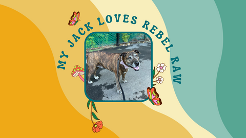 My Jack enjoys Rebel Raw food.