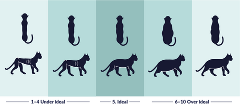 What’s your cat’s ideal weight?
