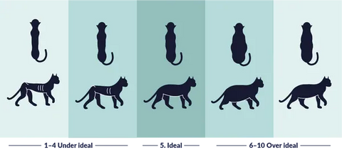 What’s your cat’s ideal weight?