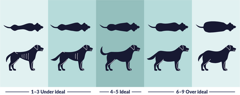 What’s your dog’s ideal weight?