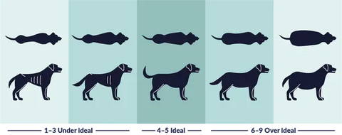 What’s your dog’s ideal weight?