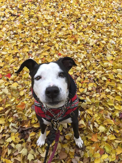 Rebel Raw has changed my pups life!