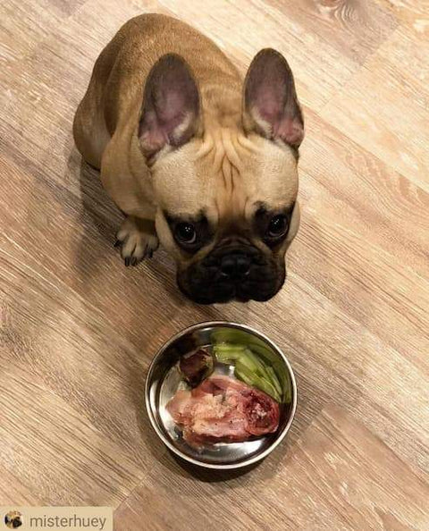 Huey loves his fresh chicken backs from Springer Mountain Farms!