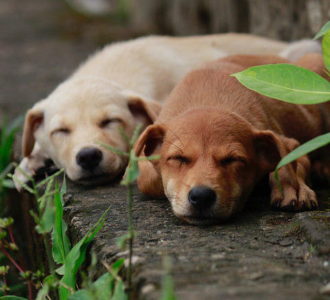 CBD oil for cats and dogs