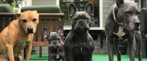 We love Rebel Raw! Our dogs are all healthy and shiny!