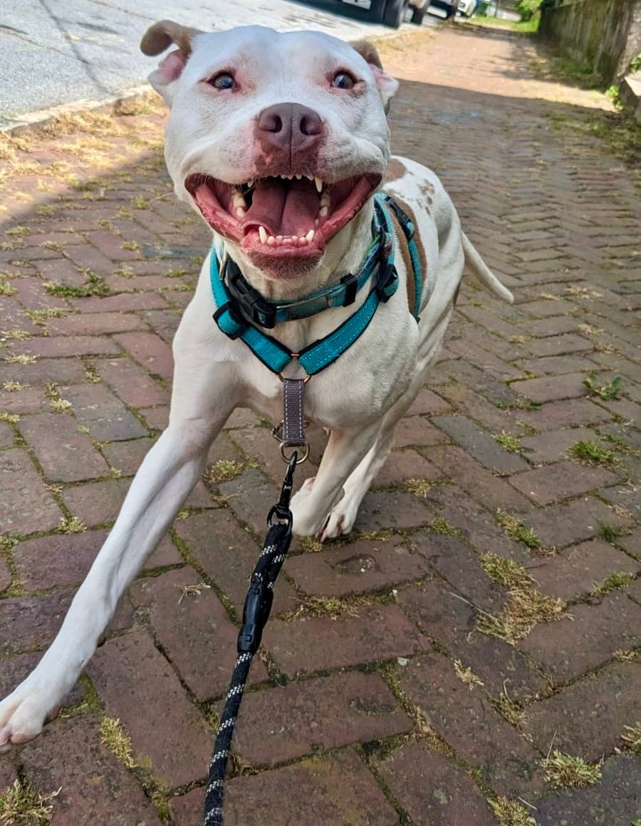 Dog happily running
