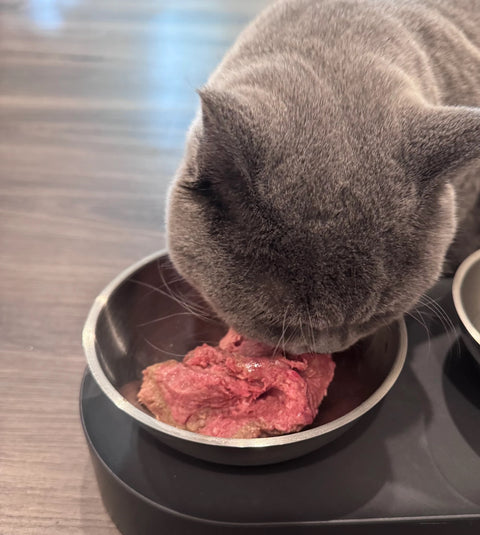 Grey cat eating Rebel Raw Magic Rabbit food from bowl.