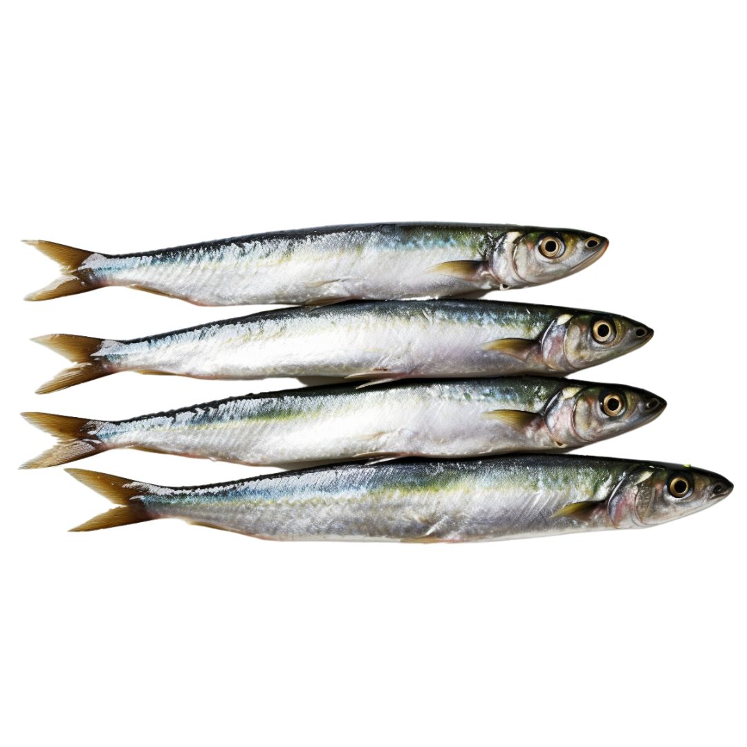 Sardines