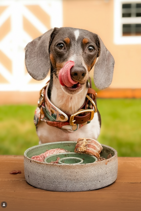 Dachshund licking its lips next to a bowl with food on a wooden surface.