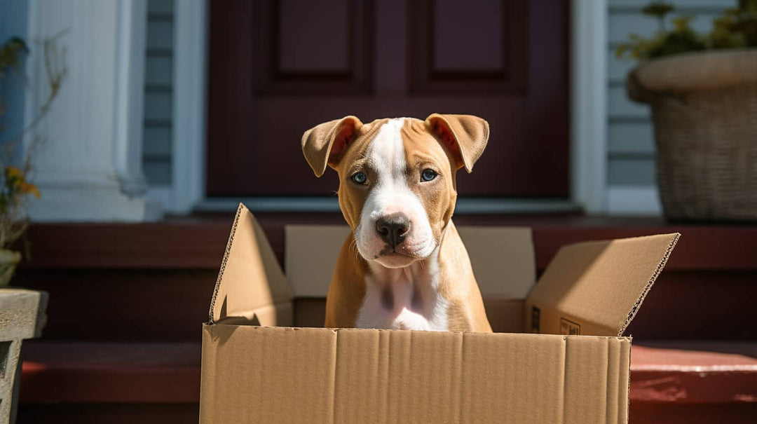 Dog sitting in a box.